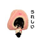 チワワのPさん（個別スタンプ：20）
