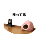 チワワのPさん（個別スタンプ：24）