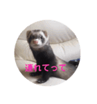 〜フェレット〜「くるみちゃん」（個別スタンプ：5）