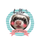 〜フェレット〜「くるみちゃん」（個別スタンプ：8）