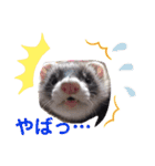 〜フェレット〜「くるみちゃん」（個別スタンプ：10）
