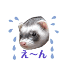 〜フェレット〜「くるみちゃん」（個別スタンプ：16）
