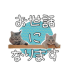 保護猫スタンプ③（個別スタンプ：4）