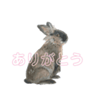 うさぎ リアル rirapiripaku1（個別スタンプ：3）