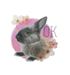 うさぎ リアル rirapiripaku1（個別スタンプ：4）