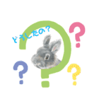うさぎ リアル rirapiripaku1（個別スタンプ：6）