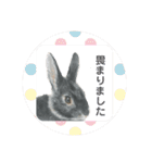 うさぎ リアル rirapiripaku1（個別スタンプ：8）