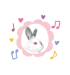 うさぎ リアル rirapiripaku1（個別スタンプ：10）