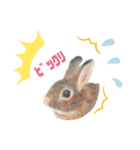うさぎ リアル rirapiripaku1（個別スタンプ：11）
