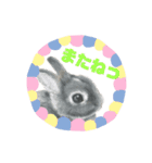 うさぎ リアル rirapiripaku1（個別スタンプ：13）