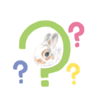 うさぎ リアル rirapiripaku1（個別スタンプ：15）