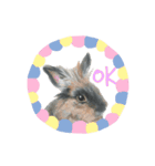 うさぎ リアル rirapiripaku1（個別スタンプ：22）
