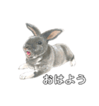 うさぎ リアル rirapiripaku1（個別スタンプ：24）