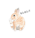 うさぎ リアル rirapiripaku1（個別スタンプ：36）