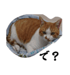 もふぽわ animal 2（個別スタンプ：6）