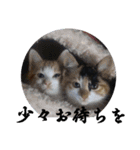 もふぽわ animal 2（個別スタンプ：8）