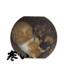 もふぽわ animal 2（個別スタンプ：11）