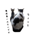 もふぽわ animal 2（個別スタンプ：12）