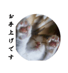 もふぽわ animal 2（個別スタンプ：14）