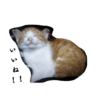 もふぽわ animal 2（個別スタンプ：15）