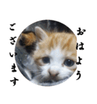 もふぽわ animal 2（個別スタンプ：16）