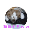 もふぽわ animal 2（個別スタンプ：20）