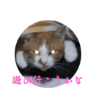 もふぽわ animal 2（個別スタンプ：22）