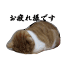 もふぽわ animal 2（個別スタンプ：23）