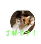 もふぽわ animal 2（個別スタンプ：24）