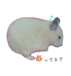 もふぽわ animal（個別スタンプ：4）