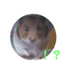 もふぽわ animal（個別スタンプ：7）