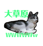 もふぽわ animal（個別スタンプ：8）