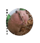 もふぽわ animal（個別スタンプ：10）