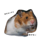 もふぽわ animal（個別スタンプ：11）