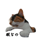 もふぽわ animal（個別スタンプ：13）