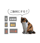 もふぽわ animal（個別スタンプ：14）