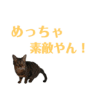 もふぽわ animal（個別スタンプ：15）