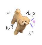 我が家のわんころ 1（個別スタンプ：7）