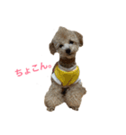 我が家のわんころ 1（個別スタンプ：15）
