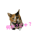 こばんちゃん1（個別スタンプ：1）