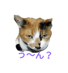 こばんちゃん1（個別スタンプ：6）