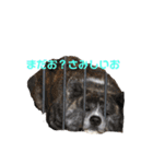 秋田犬 きなとら（個別スタンプ：1）