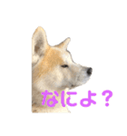 秋田犬 きなとら（個別スタンプ：2）
