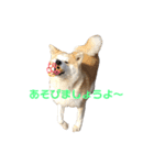 秋田犬 きなとら（個別スタンプ：3）