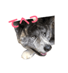 秋田犬 きなとら（個別スタンプ：4）