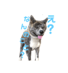 秋田犬 きなとら（個別スタンプ：5）