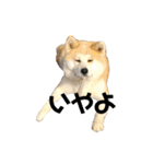 秋田犬 きなとら（個別スタンプ：6）