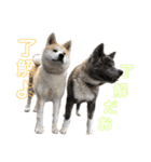 秋田犬 きなとら（個別スタンプ：7）