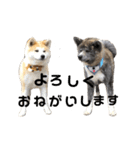 秋田犬 きなとら（個別スタンプ：8）