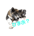 秋田犬 きなとら（個別スタンプ：9）
